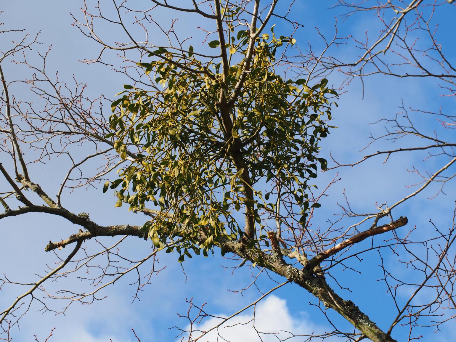 Mistletoe